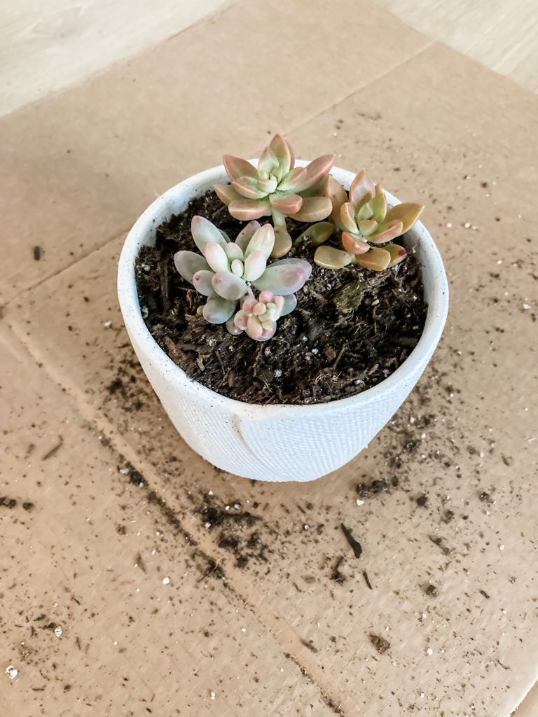 small succulent plants in soil in white ceramic pot sitting on cardboard 