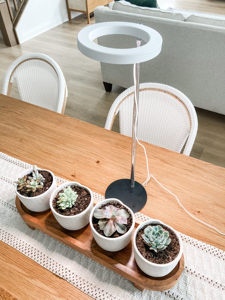 dining table centerpiece has four succulents in white pots in wooden tray on wood table with led halo grow light over them