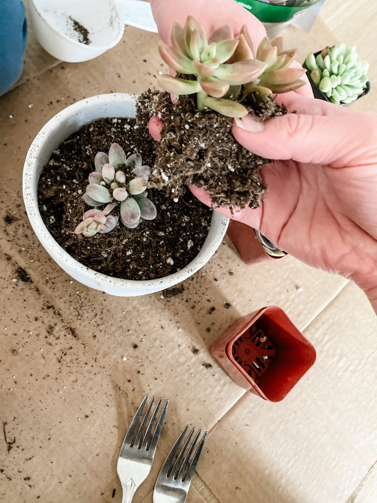 hand separating soil and roots from succulent over white pot with soil in it